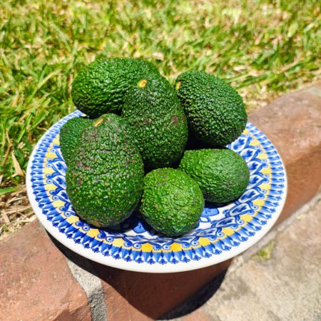 Aguacate Hass