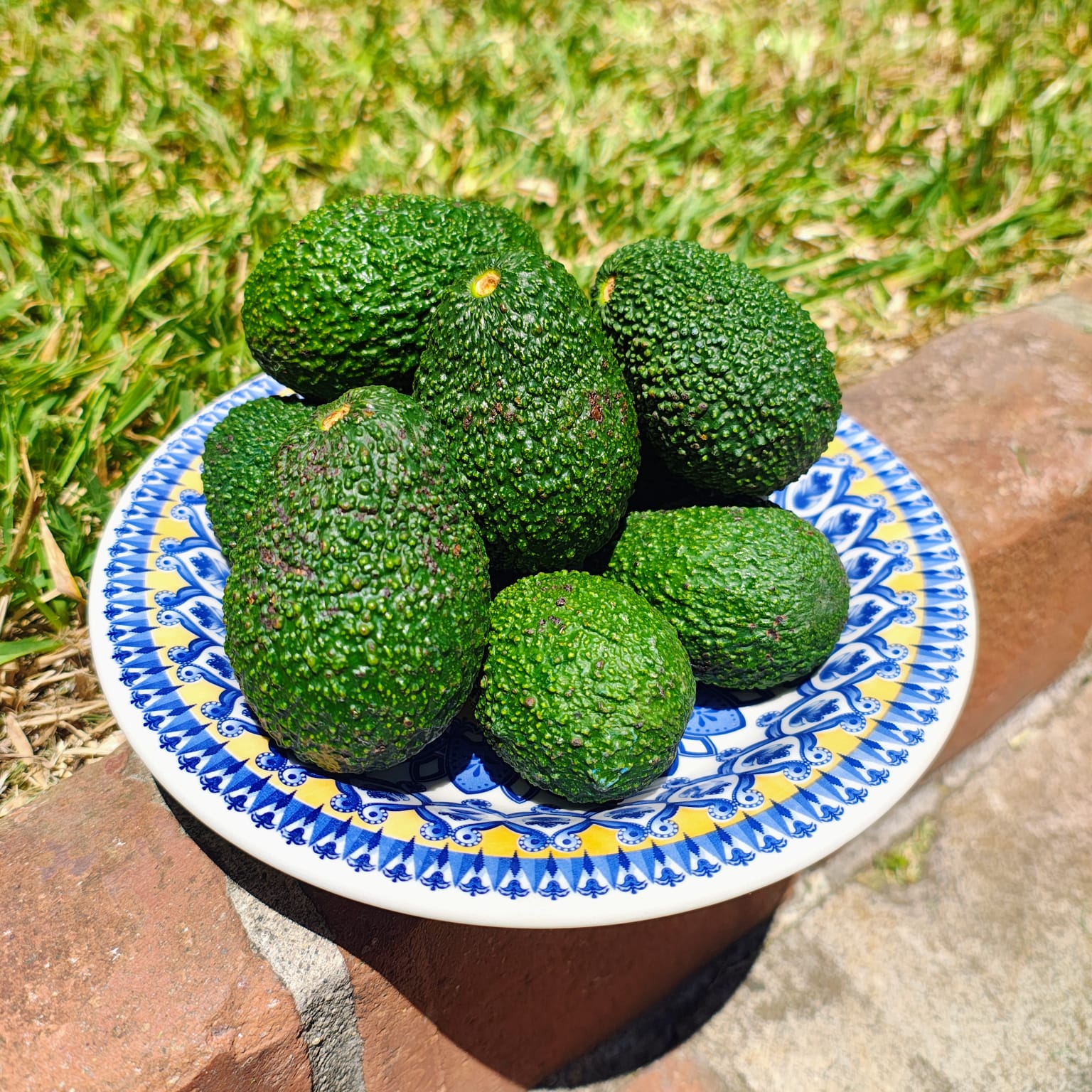 Aguacate Hass